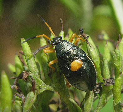 Bordered Plant Bug Nymph