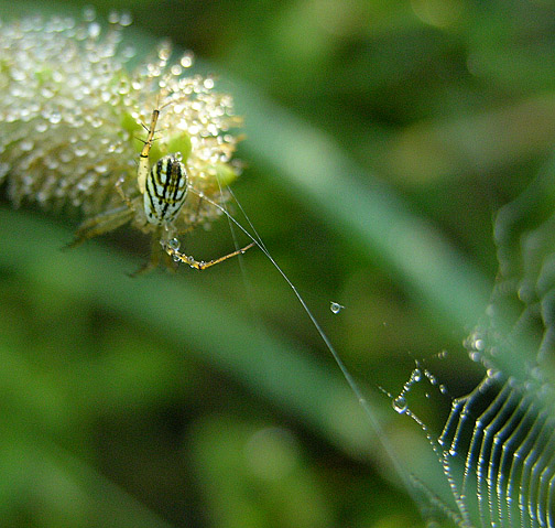 Orchard Spider