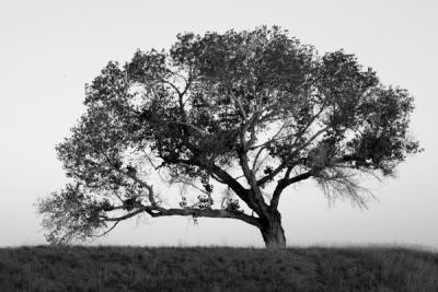 One Tree Hill - Scenic - Non IR