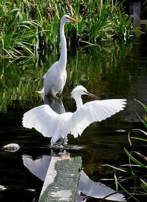 egrets cousins 3.jpg