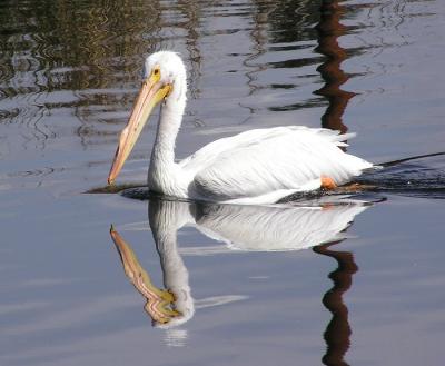white pelican sd.jpg