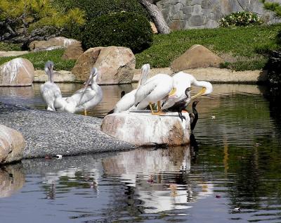 white pelicans and cormorants.jpg