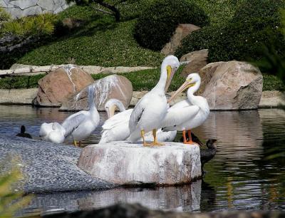 white pelicans jg.jpg