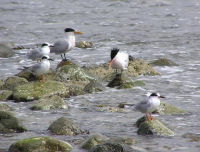 elegant_terns