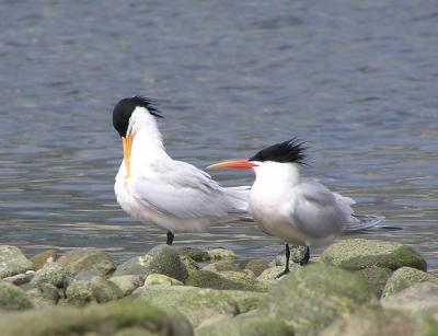 elegant terns.jpg