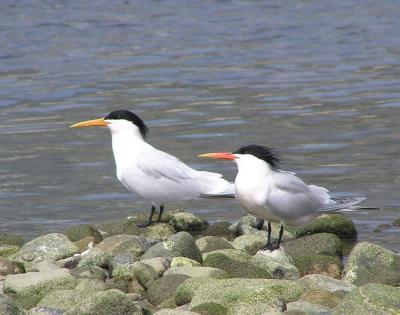 elegant terns 2.jpg
