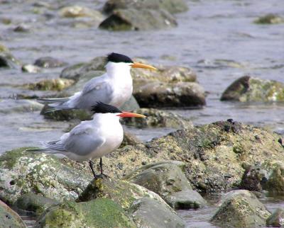 elegant terns 3.jpg