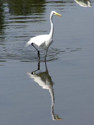 snowy_and_great_egrets__malibu_