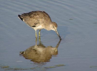 willet mb 2.jpg