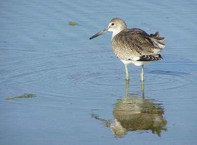 willet mb 5.jpg