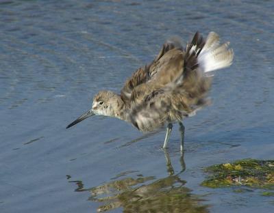 willet mb 6.jpg