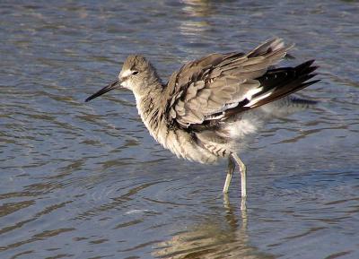 willet mb 7.jpg