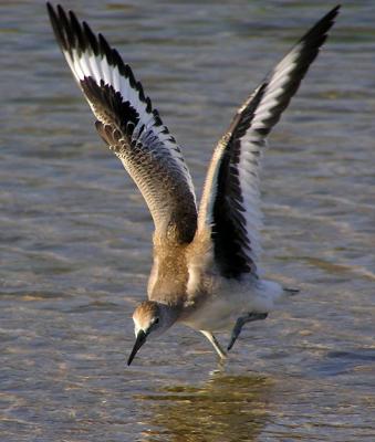 willet mb wings.jpg