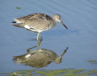 willet mb.jpg