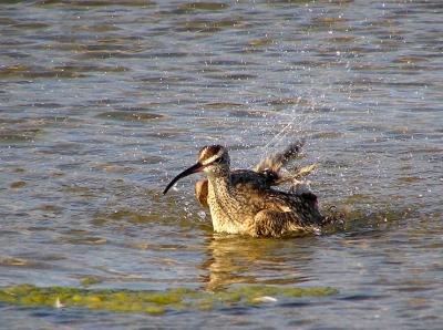 whimbrel_bath_time