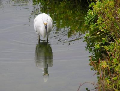 snowy_egret__bolsa_chica