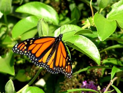 monarch 2.jpg