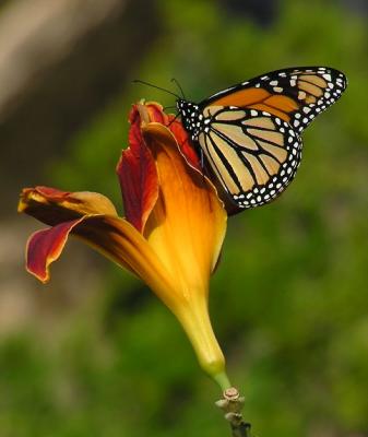 monarch.jpg