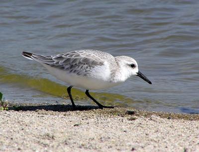 sanderling.jpg