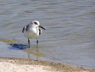 sanderling 3.jpg