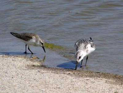 western sandpiper and sanderling.jpg