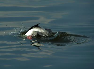 bufflehead dives.jpg
