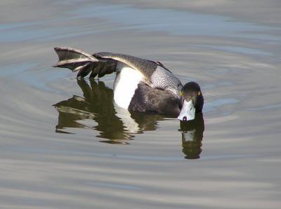 lesser scaup stretch.jpg