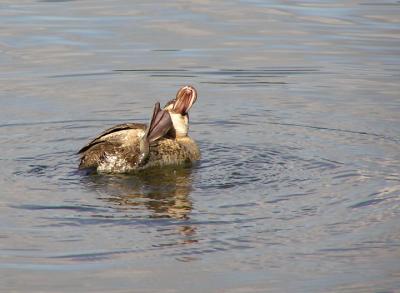 ruddy duck thats the spot .jpg