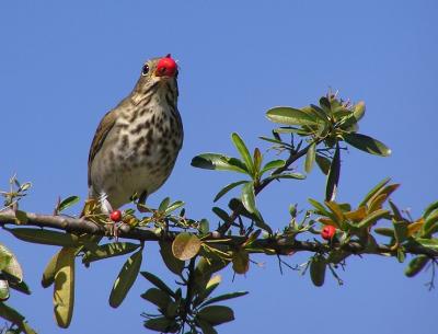 hermit thrush 3.jpg