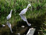 egret cousins.jpg