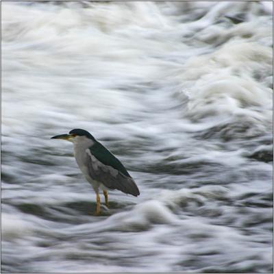 IMG_1830w.jpg