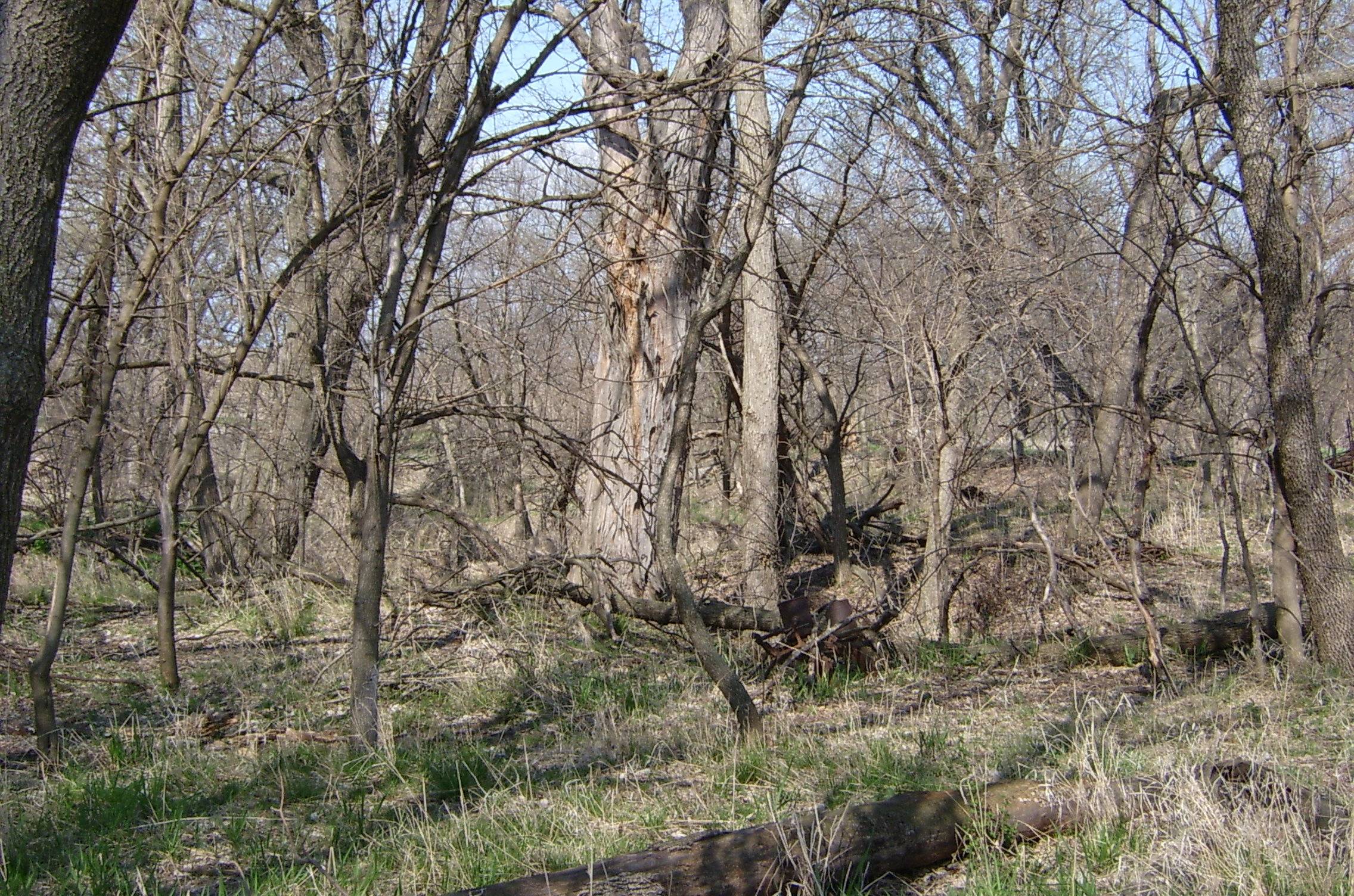 Large Cottonwood with 2 Row Corn Lister