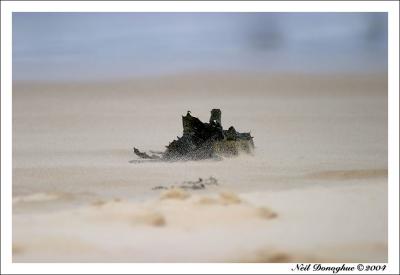 Sand & Seaweed