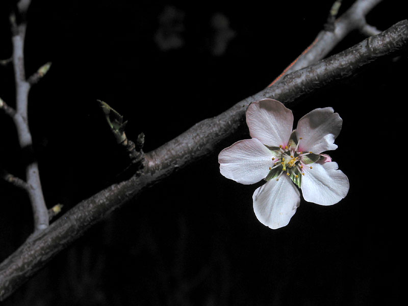 Blossom