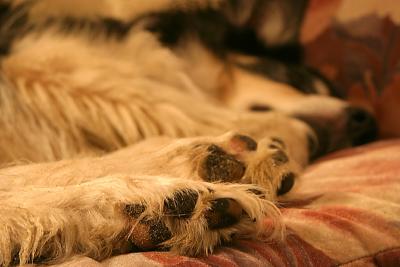 u41/lindarocks/medium/26656981.poopedsmall.jpg