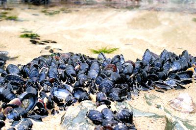 mussels in a rock pool
