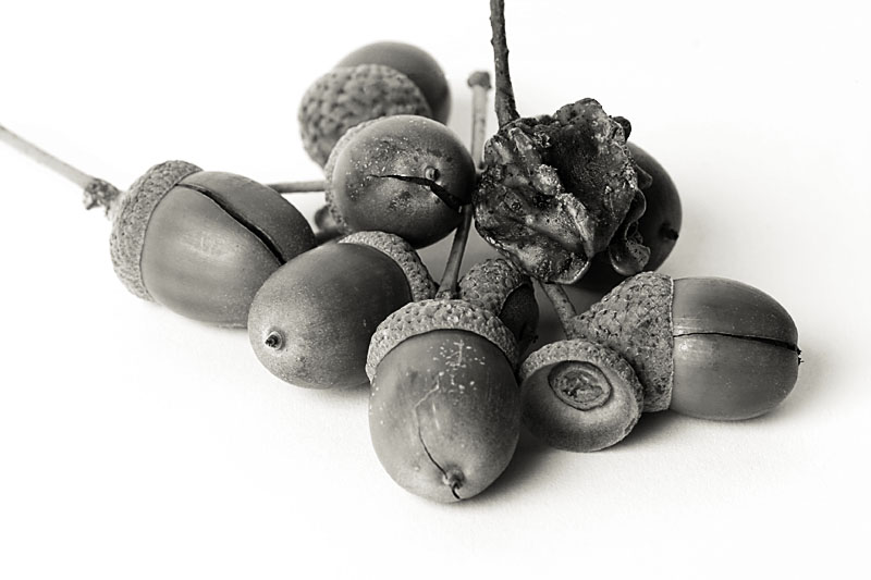 30th August 2004 - acorns as a metaphor