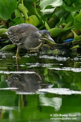 Little Heron 

Scientific name - Butorides striatus 

Habitat - Common, in exposed coral reefs, tidal flats, mangroves, fishponds and streams. 
