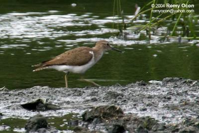 Common Sandpiper

Scientific name - Actitis hypoleucos

Habitat - Common along the shores of wide variety of wetlands.