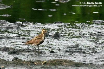 Asian Golden-Plover

Scientific name - Pluvialis fulva

Habitat - Common from coastal exposed mud and coral flats, beaches to ricefields.