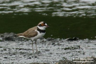 Little Ringed-Plover

Scientific name - Charadrius dubius

Habitat - Common, from ricefields to river beds.