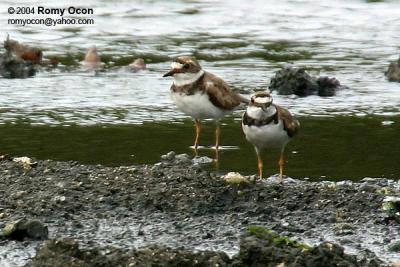Little Ringed-Plover

Scientific name - Charadrius dubius

Habitat - Common, from ricefields to river beds.
