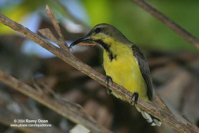 Olive-backed Sunbird (Male) 

Scientific name - Nectarinia jugularis jugularis 

Habitat - Common lowland sunbird

