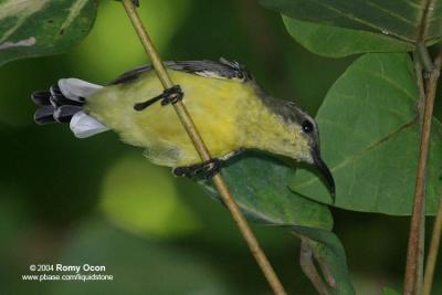 Olive-backed Sunbird (Female)

Scientific name - Nectarinia jugularis jugularis

Habitat - Common lowland sunbird