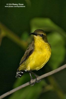 Olive-backed Sunbird (Female) 

Scientific name - Nectarinia jugularis jugularis 

Habitat - Common lowland sunbird
