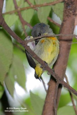 Orange-bellied Flowerpecker

Scientific name - Dicaeum trigonostigma cinereigularis

Habitat - Common in more disturbed open areas and early second growth in lowlands, but may occur up to 1500 m.
