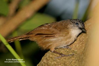 Brown Tit-Babbler
(a Philippine endemic)

Scientific name - Macronous striaticeps mindanensis

Habitat - Common in noisy, active groups through dense foliage in forest up to 1500 m.