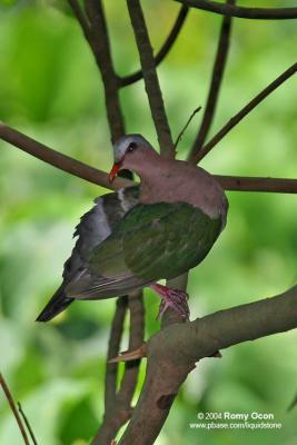 Common Emerald-Dove

Scientific name - Chalcophaps indica

Habitat - Common but shy in forests up to 1000 m.