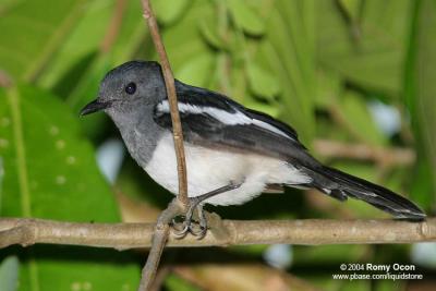 Oriental Magpie-Robin (Female)

Scientific name - Copsychus saularis mindanensis

Habitat - Uncommon, in all levels of second growth and cultivated areas in the lowlands.
