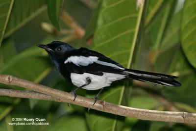 Oriental Magpie-Robin (Male) 

Scientific name - Copsychus saularis mindanensis 

Habitat - Uncommon, in all levels of second growth and cultivated areas in the lowlands. 
